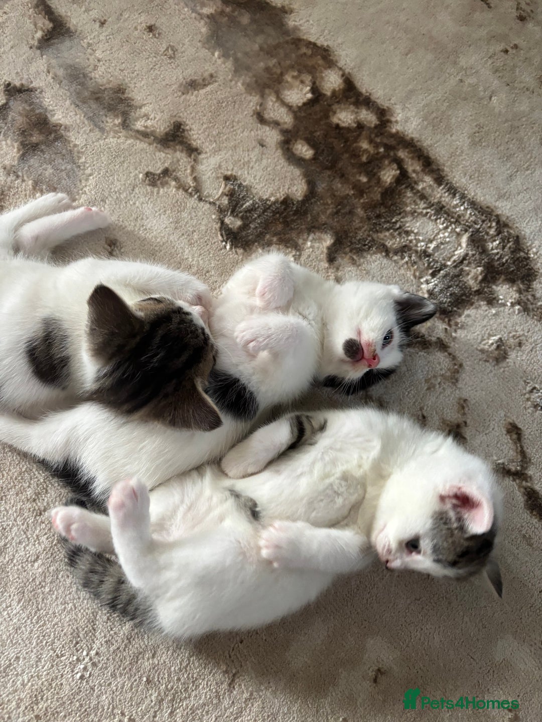 Domestic Shorthair cats for sale: 3 kittens kittens  - Image 10