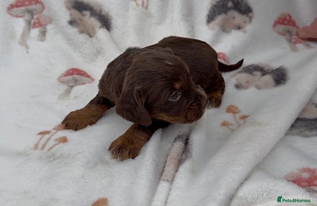 Cocker Spaniel dogs for sale: ** OUTSTANDING COCKER SPANIEL PUPS ** - Advert 24