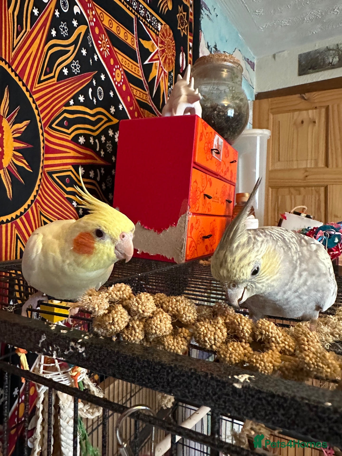 Cockatiels birds two cockatiels looking for rehoming - Advert 4