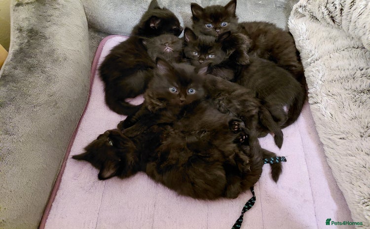Mixed Breed cats - Advert 1