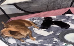 Chiweenie dogs for sale: 3 Beautiful chiwennie Girls - Advert 11