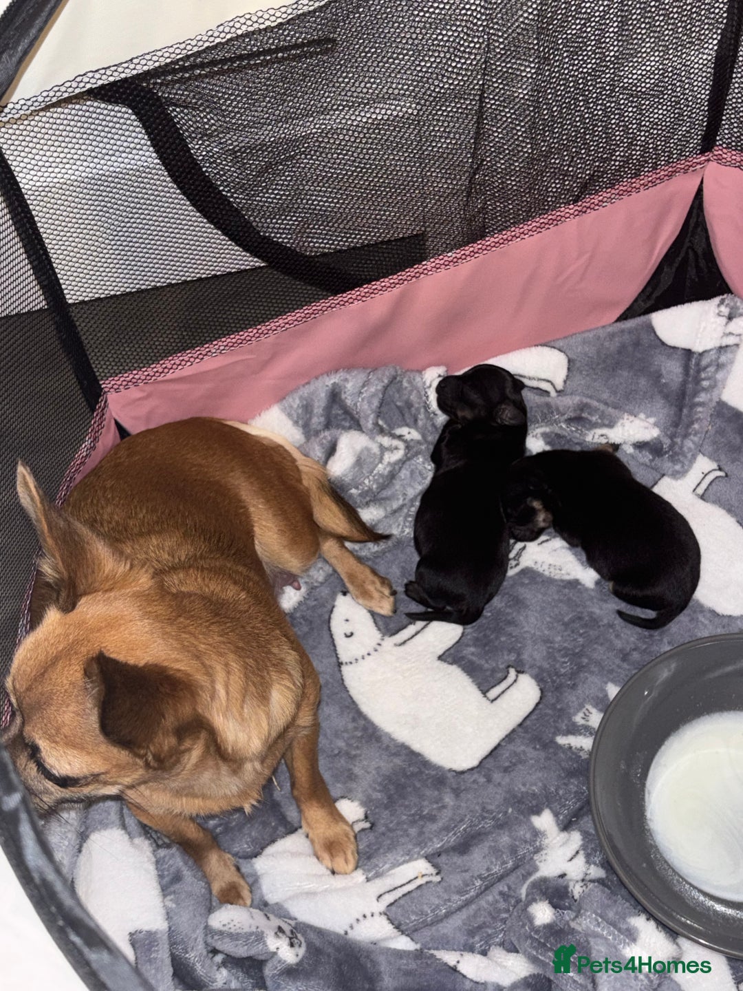 Chiweenie dogs for sale: 3 Beautiful chiwennie Girls - Advert 11