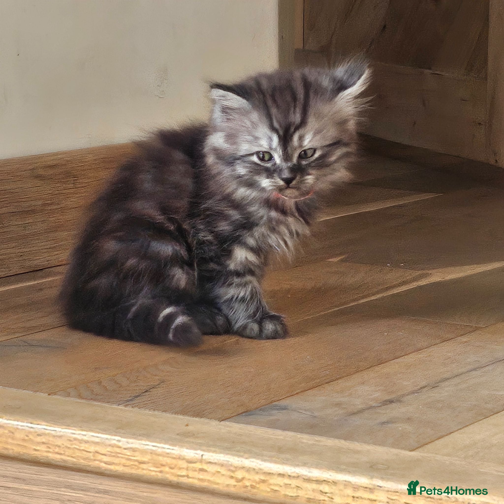 Persian cats Persian x kittens £250 - Advert 16