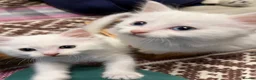 Turkish Angora cats for sale: Turkish Angora Playful Kittens - Advert 30