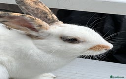 English Spot rabbits for sale: FREE to a good home - Image 3