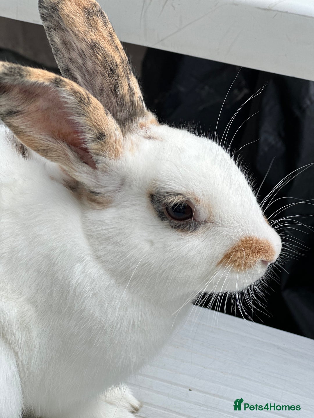 English Spot rabbits for sale: FREE to a good home - Image 3