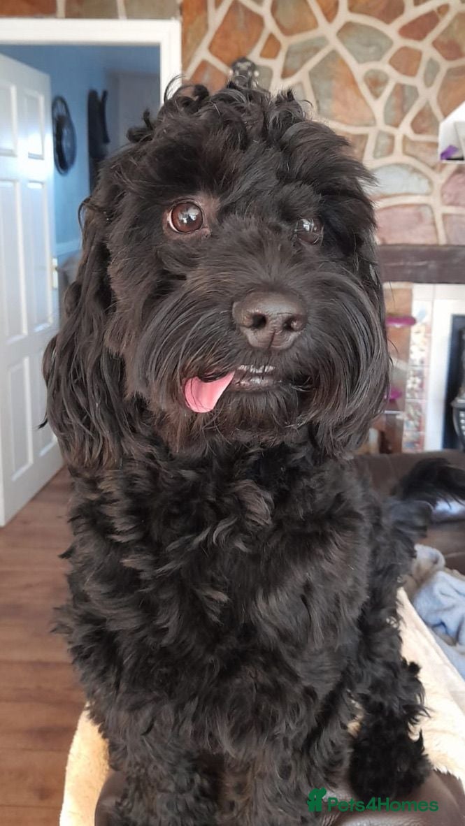Cockapoo dogs Cockapoo Available for Stud - Advert 1