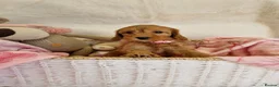 Cavapoo dogs for sale: 💖BEAUTIFUL LICENSED-BRED CAVAPOOS💖 - Advert 9