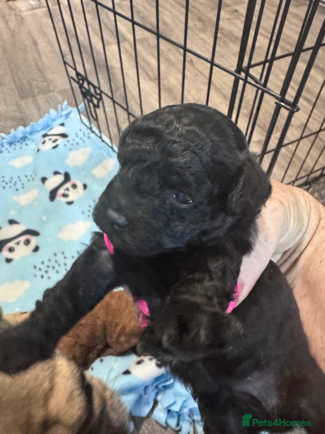 Yorkiepoo dogs for sale: 5 beautiful yorkiepoo baby’s  - Image 8