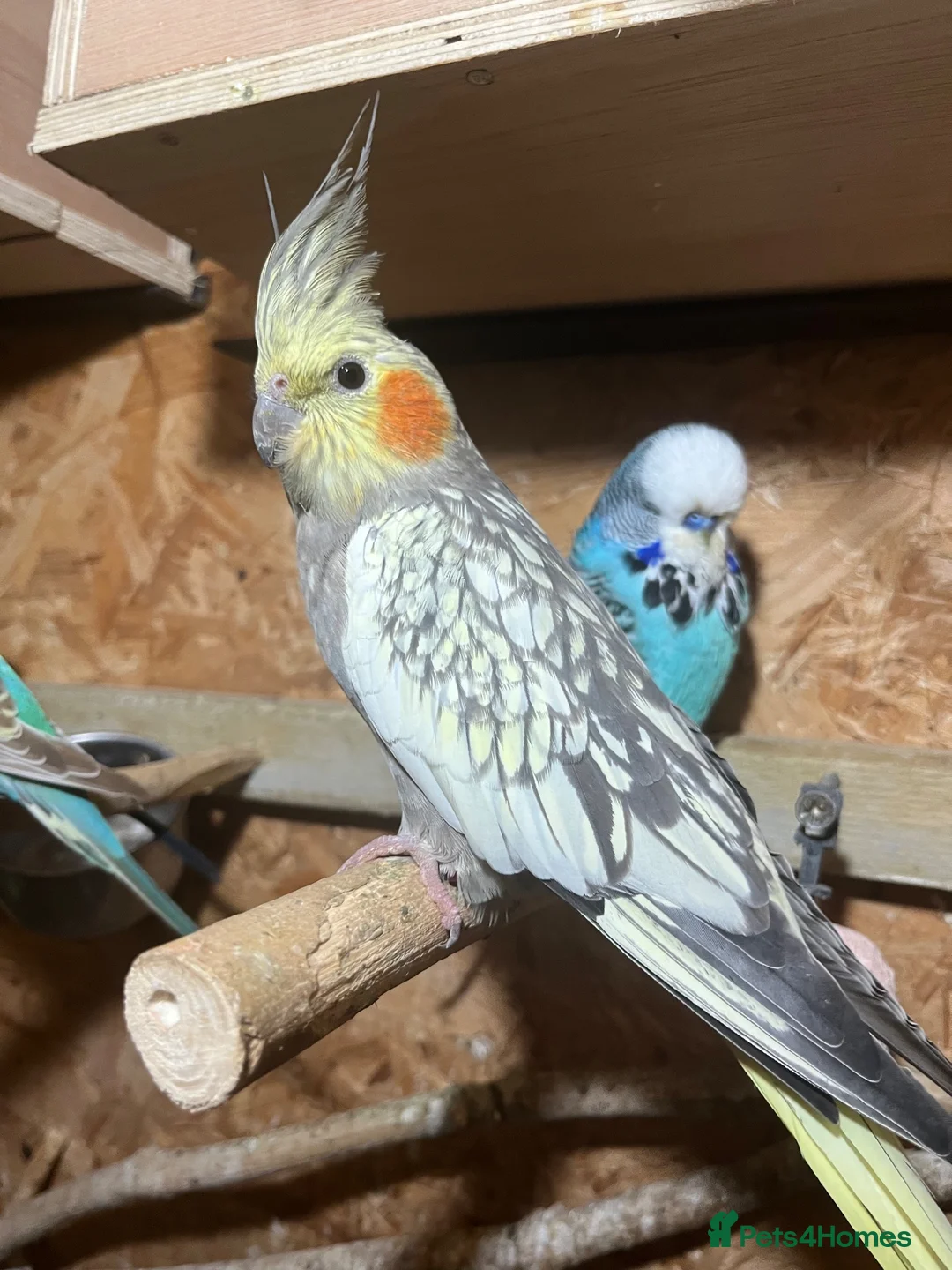 Cockatiels birds for sale: Beautiful Bonded Cockatiel Pair 🐦❤️ - Advert 2