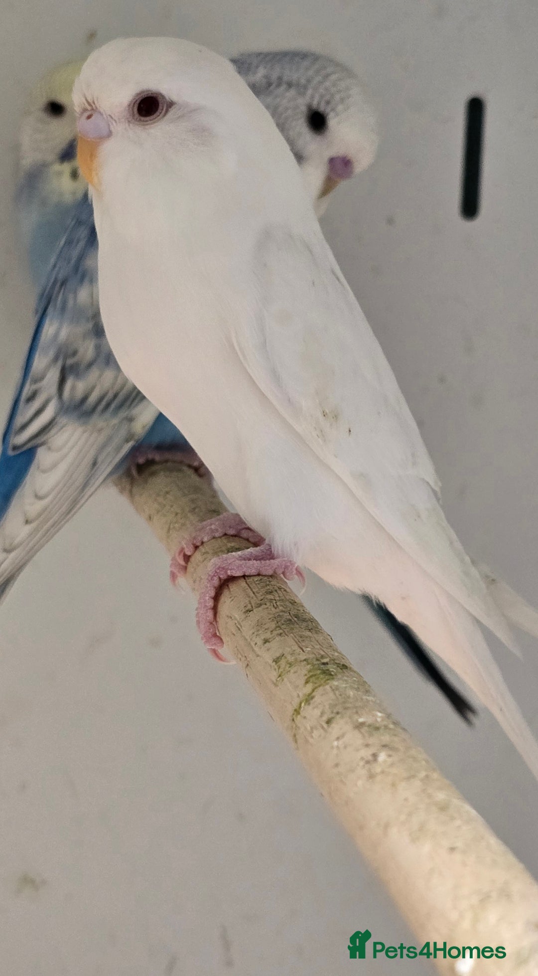 Budgerigars birds for sale: Stunning Baby Budgies available now!!! - Advert 9