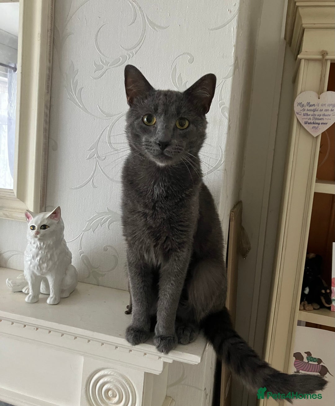 Siamese cats for sale: Siamese Lynx, - Image 6