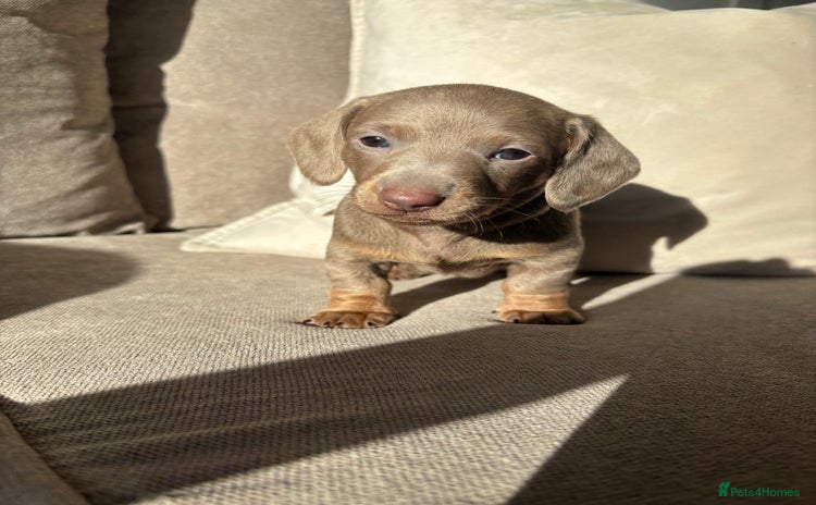 Miniature Dachshund dogs - Advert 13