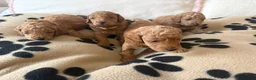 Toy Poodle dogs for sale: 🐾✨Exceptional Toy Poodle Puppies ✨🐾 - Advert 11