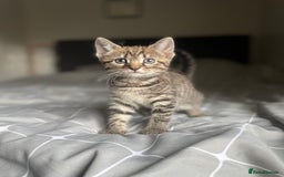 Mixed Breed cats for sale: 1/4 Bengal Female Kitten  - Image 1
