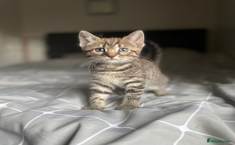 Mixed Breed cats - Advert 3