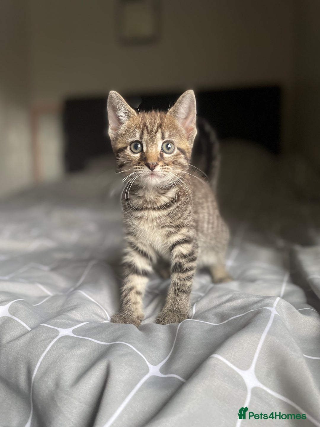 Mixed Breed cats for sale: 1/4 Bengal Female Kitten  - Image 1
