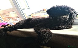 Mixed Breed dogs for sale: Stunning miniature poodle puppies  - Image 7