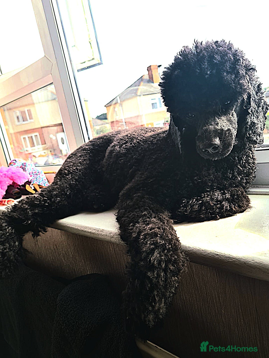 Mixed Breed dogs for sale: Stunning miniature poodle puppies  - Image 7
