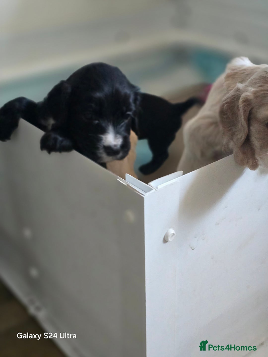 Cocker Spaniel dogs for sale: Cocker spaniel puppies 🐶  - Image 10