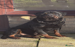 Rottweiler dogs for sale: 🐶two girls Full German kc pups for sale! 🐶🐾 - Advert 7