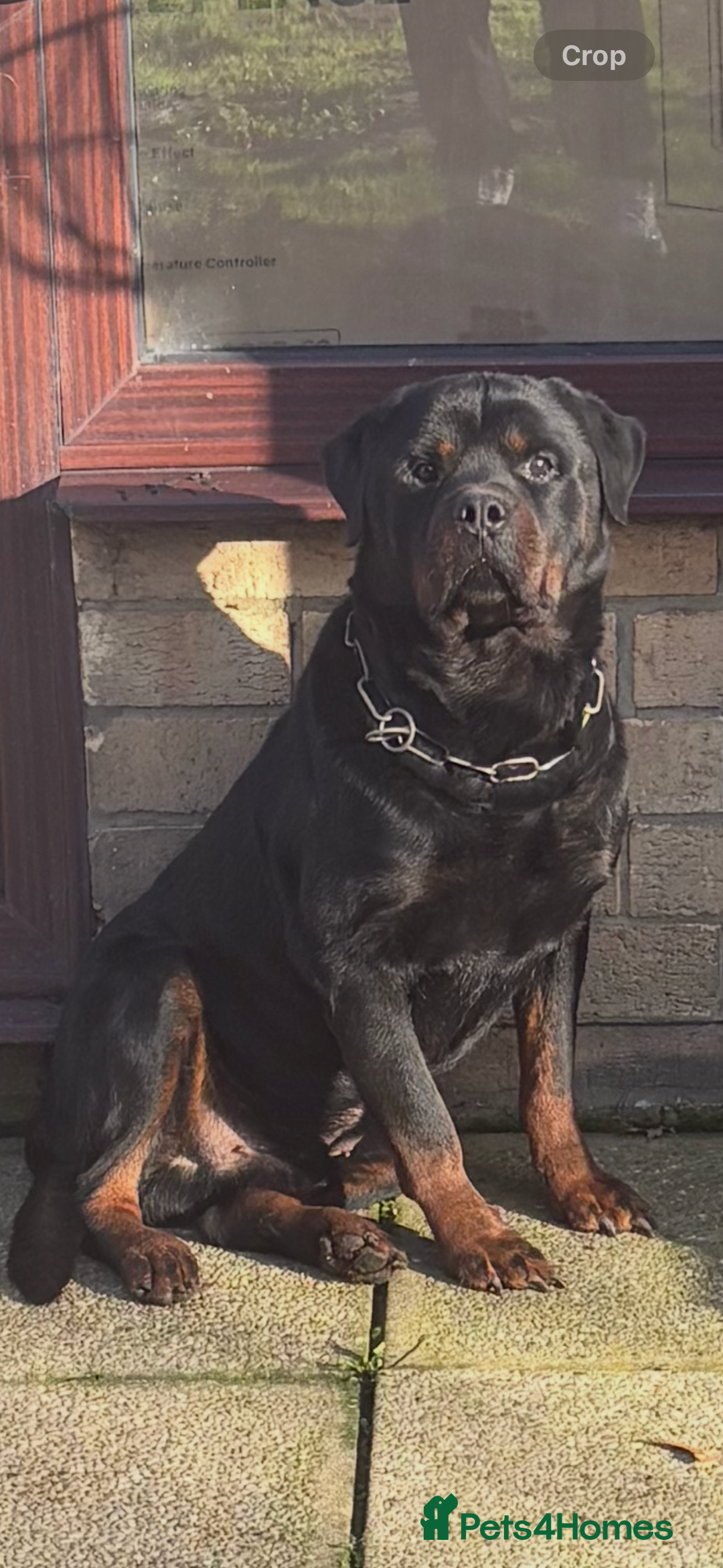 Rottweiler dogs for sale: 🐶two girls Full German kc pups for sale! 🐶🐾 - Advert 7