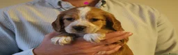 Cocker Spaniel dogs for sale: KC registered Working Cocker bitch pups - Advert 8