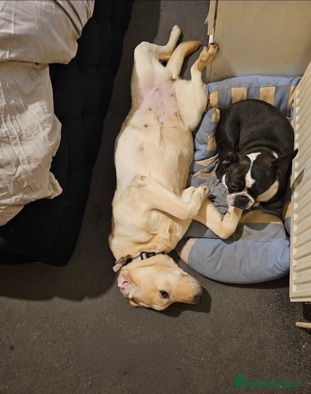 Labrador Retriever dogs for sale: Labrador 15month old female - Advert 2