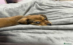 Mixed Breed dogs for sale: Beautiful female puppy.  - Image 11