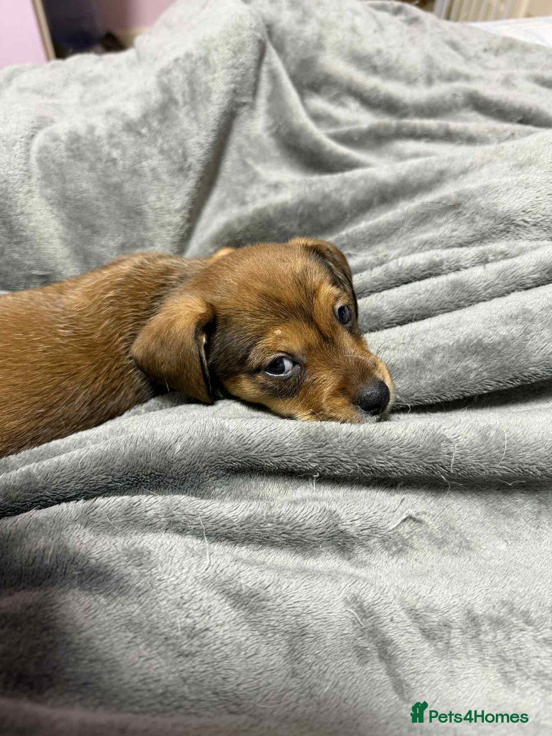 Mixed Breed dogs for sale: Beautiful female puppy.  - Image 11
