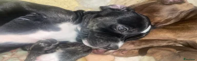 Mixed Breed Puppy 8