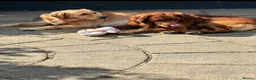 Golden Retriever dogs for sale: Absolutely adorable  golden retriever puppies  in Leighton Buzzard - Advert 5