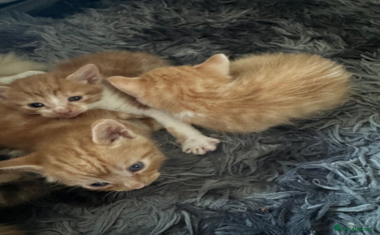 Mixed Breed cats - Advert 4