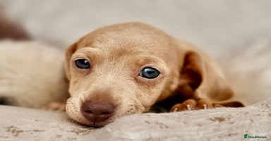 Miniature Dachshund dogs - Advert 11