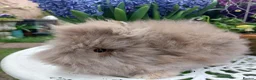 Lionhead rabbits for sale: STUNNING DOUBLE/ TEDDY LION HEAD BABY - Advert 3