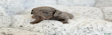 Miniature Dachshund 4