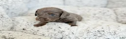 Miniature Dachshund dogs for sale: KC short haired and long haired puppies  - Advert 14