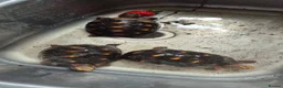 Tortoise reptiles for sale: CB24 Red foot tortoises  - Advert 3