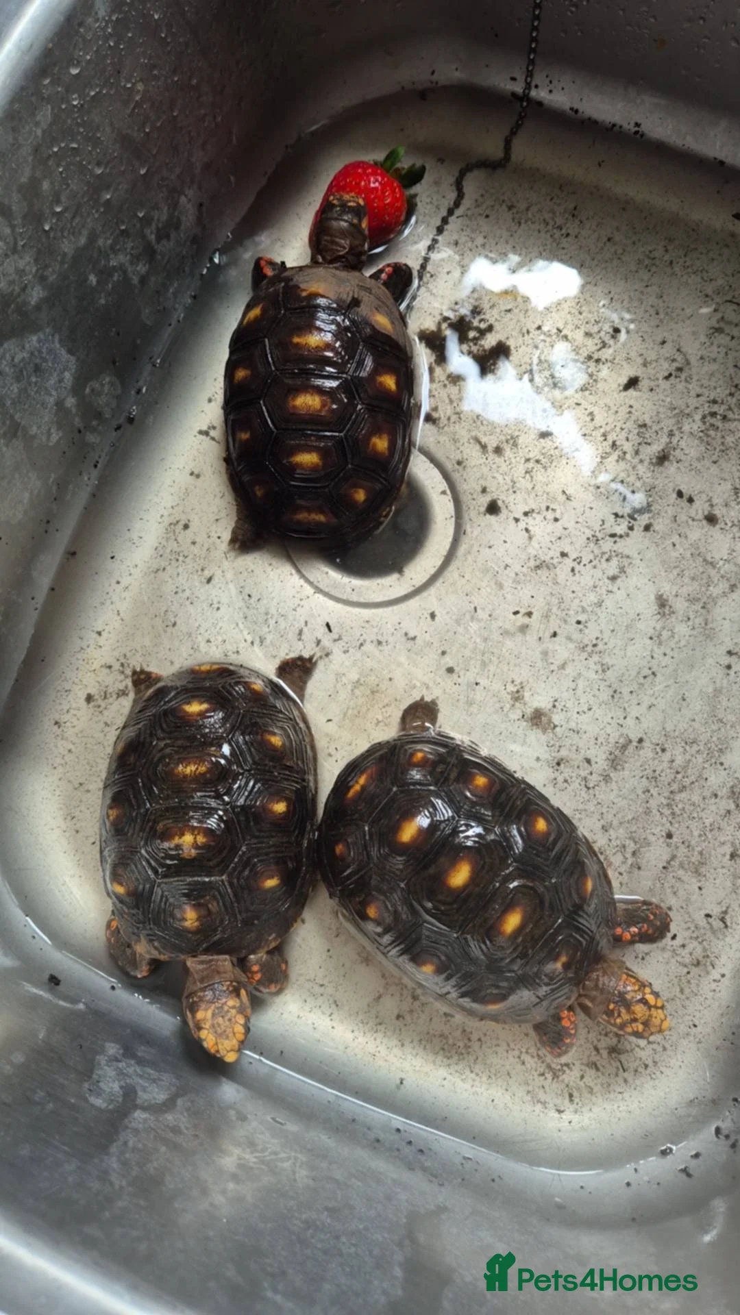 Tortoise reptiles for sale: CB24 Red foot tortoises  - Advert 3