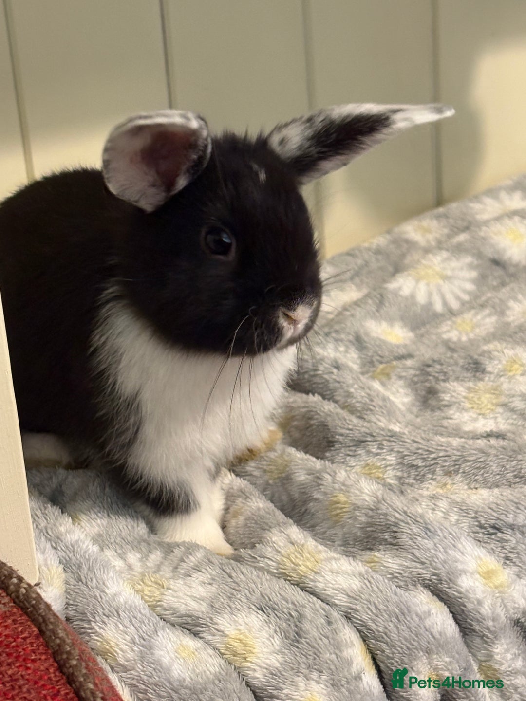 Mini Lop rabbits for sale: Vaccinated/raised indoors, mini lops and lion lop  - Advert 22