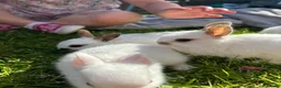 Mixed Breed rabbits for sale: Gorgeous mixed dwarf lop bunnies  - Advert 18