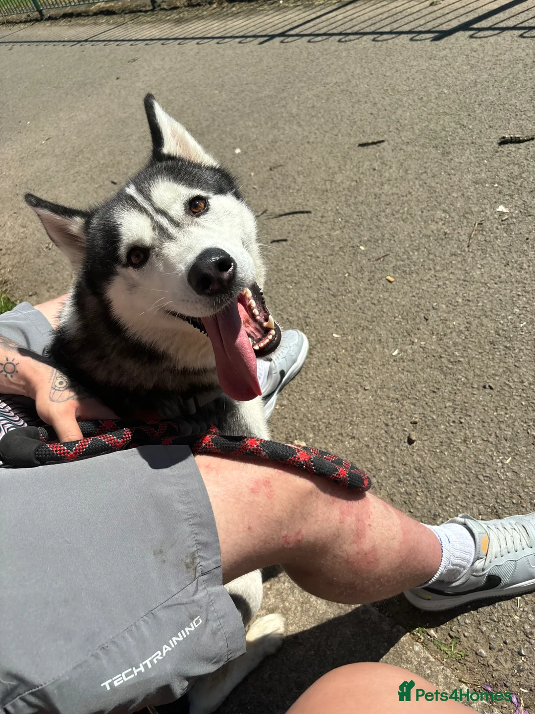 Siberian Husky dogs for sale: Male Siberian husky - Advert 1
