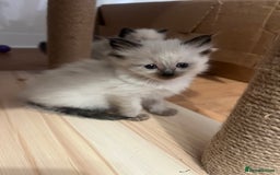 Ragdoll cats for sale: Ragdoll girls  - Image 7