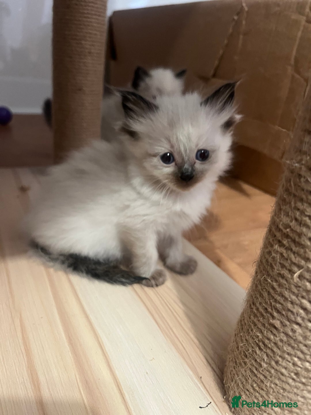 Ragdoll cats for sale: Ragdoll girls  - Image 7