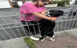 Mixed Breed dogs for adoption: Sergio the rescue dog sweetheart, in Liverpool - Image 10