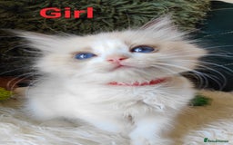 Ragdoll cats for sale: GCCF REGISTERED EUROPEAN LINE RAGDOLL KITTENS  - Image 12