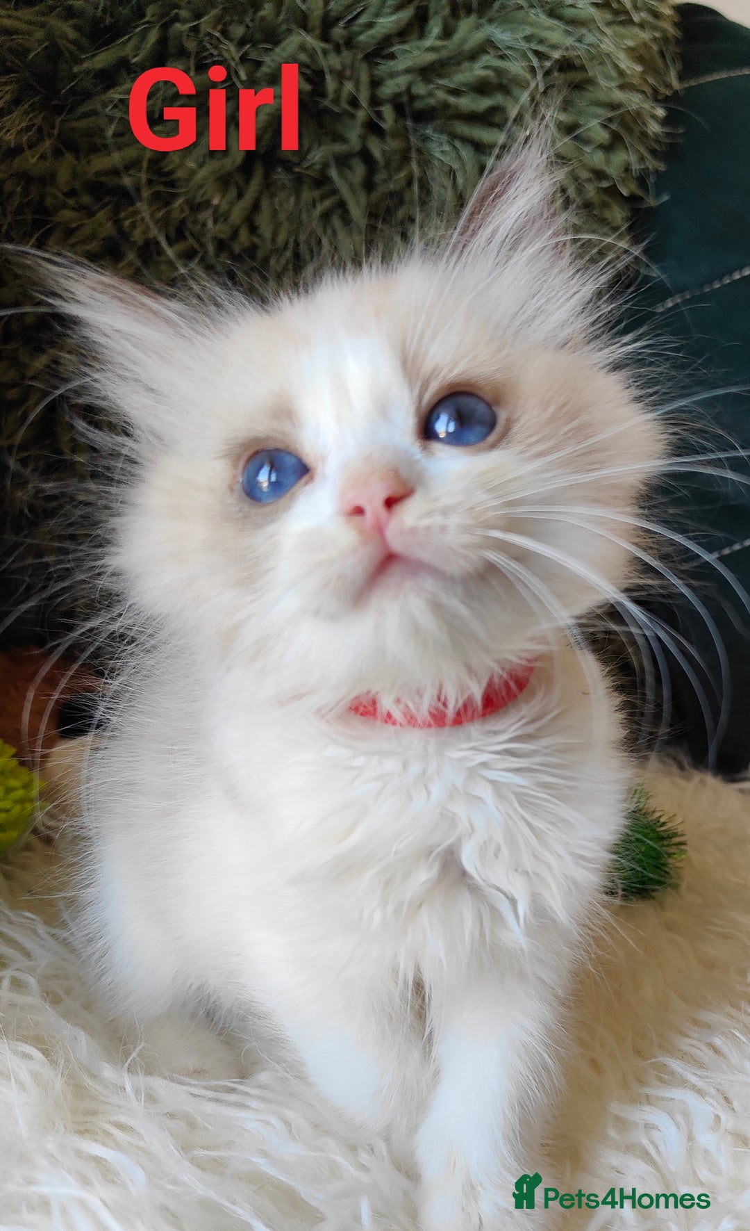 Ragdoll cats for sale: GCCF REGISTERED EUROPEAN LINE RAGDOLL KITTENS  - Image 12