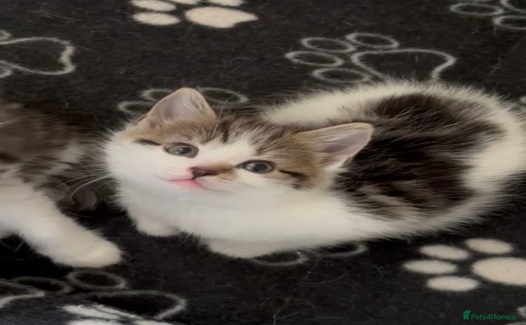 British Longhair cats - Advert 2