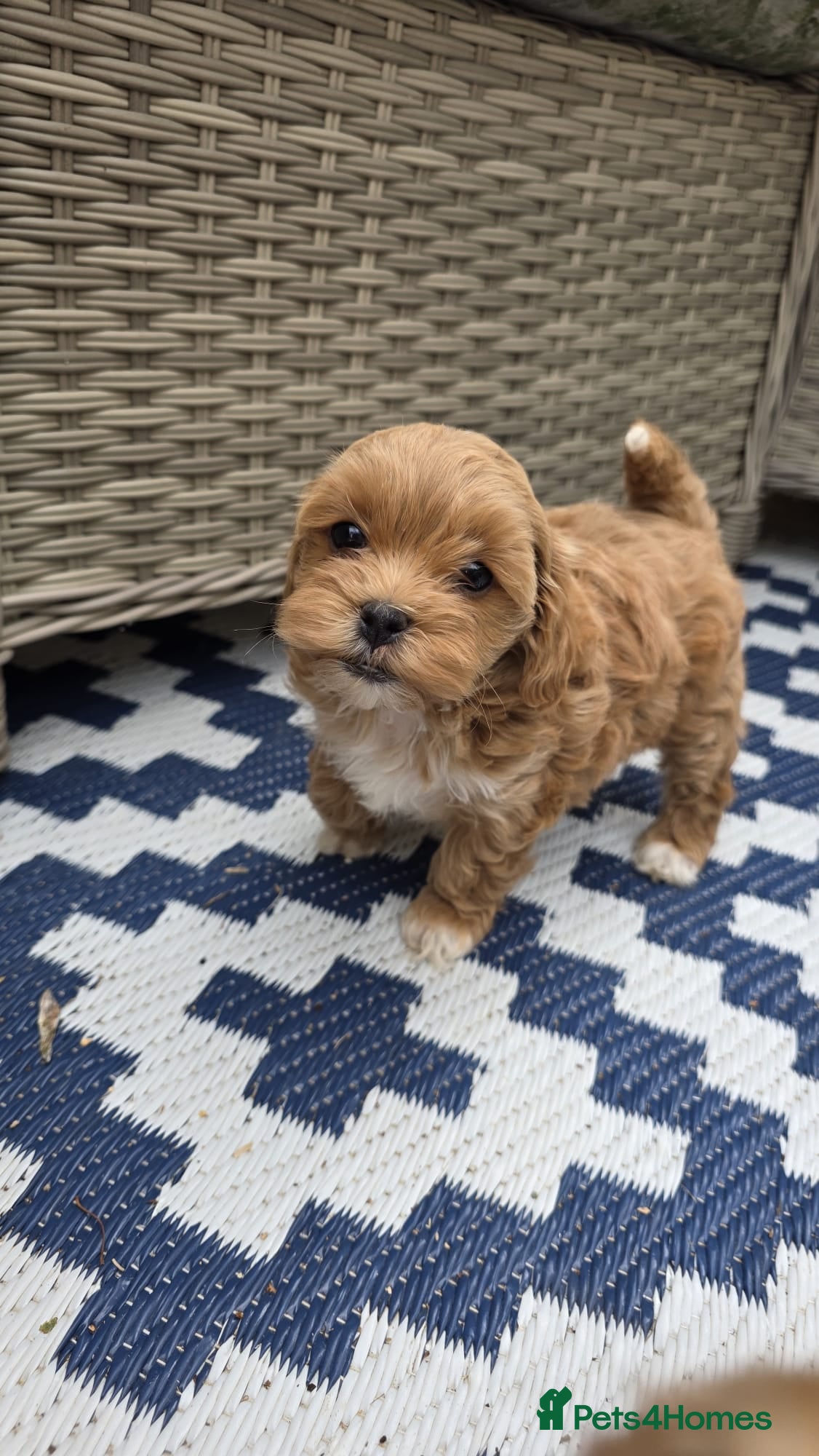 Maltipoo dogs  Adorable Tiny Toy Maltipoo puppies 🐶 - Advert 15