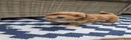 Maltipoo dogs for sale:  Adorable Tiny Toy Maltipoo puppies 🐶 - Advert 4